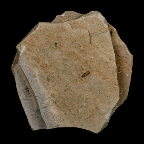 1.8" Detailed Leguminosites Lesquereuxiana Fossil Plant Leaf Eocene Green River FM Utah - Fossil Age Minerals