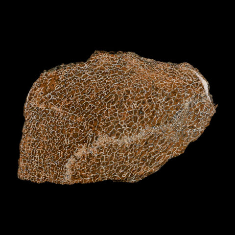 4.6" Fossil Dinosaur Gem Bone Cut Polished Slab Agatized Dinosaur Bone Morocco - Fossil Age Minerals