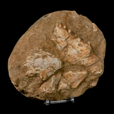 6.2" Eutrichiurides Fossil Fish Jaw Teeth In Matrix Cretaceous Dinosaur Era Morocco