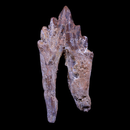 3.2" Basilosaurus Tooth Rooted Prehistoric Whale 34 Mil Yrs Old Late Eocene COA