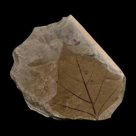 2.6" Detailed Aleurites Glandulosa Fossil Plant Leaf Eocene Green River Formation Utah