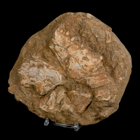 6.2" Eutrichiurides Fossil Fish Jaw Teeth In Matrix Cretaceous Dinosaur Era Morocco