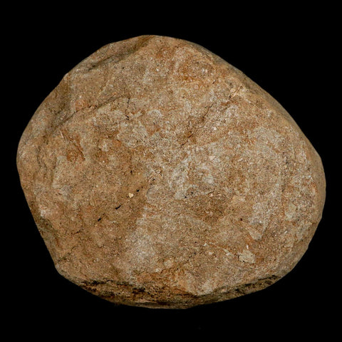 6.2" Eutrichiurides Fossil Fish Jaw Teeth In Matrix Cretaceous Dinosaur Era Morocco