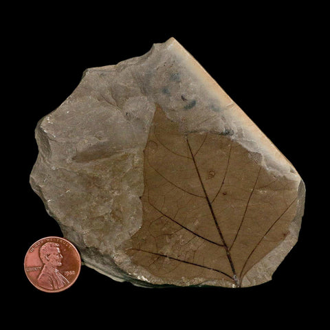 2.6" Detailed Aleurites Glandulosa Fossil Plant Leaf Eocene Green River Formation Utah