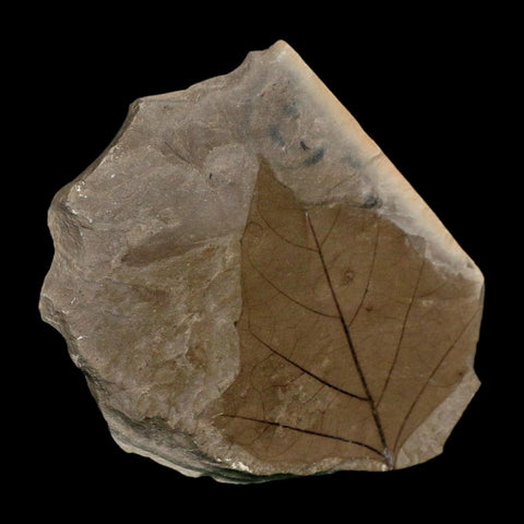 2.6" Detailed Aleurites Glandulosa Fossil Plant Leaf Eocene Green River Formation Utah