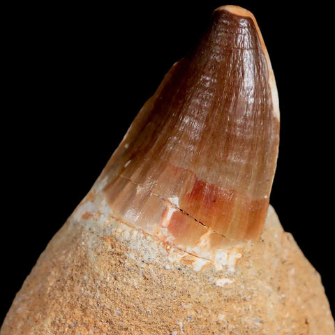 1.7" Mosasaur Prognathodon Fossil Tooth In Matrix Cretaceous Dinosaur Era COA - Fossil Age Minerals