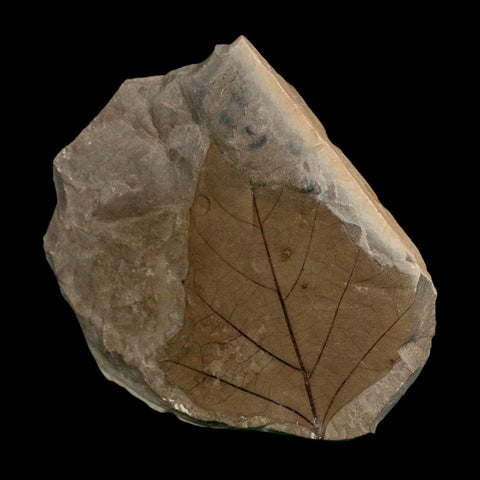 2.6" Detailed Aleurites Glandulosa Fossil Plant Leaf Eocene Green River Formation Utah