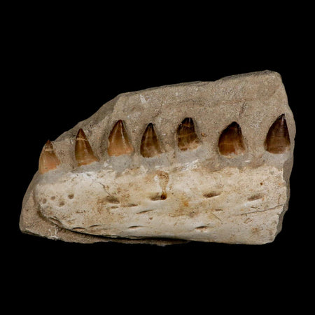 8" Mosasaur Prognathodon Fossil Jaw In Matrix Teeth Cretaceous Dinosaur Era COA