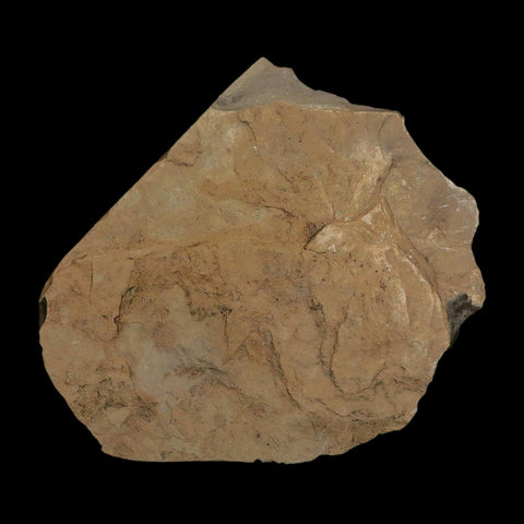 2.6" Detailed Aleurites Glandulosa Fossil Plant Leaf Eocene Green River Formation Utah