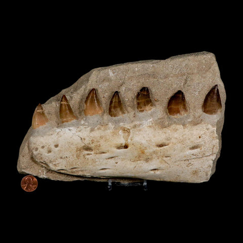 8" Mosasaur Prognathodon Fossil Jaw In Matrix Teeth Cretaceous Dinosaur Era COA