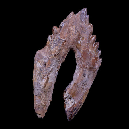 XL 5.1" Basilosaurus Tooth Rooted Prehistoric Whale 34 Mil Yrs Old Late Eocene COA