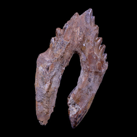 XL 5.1" Basilosaurus Tooth Rooted 34 Mil Yrs Old Late Eocene COA