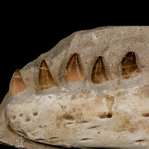8" Mosasaur Prognathodon Fossil Jaw In Matrix Teeth Cretaceous Dinosaur Era COA