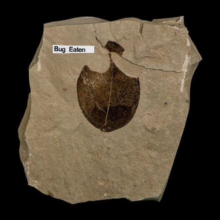 1.6" Detailed Leguminosites Lesquereuxiana Fossil Plant Leaf Eocene Green River FM Utah