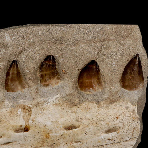 8" Mosasaur Prognathodon Fossil Jaw In Matrix Teeth Cretaceous Dinosaur Era COA