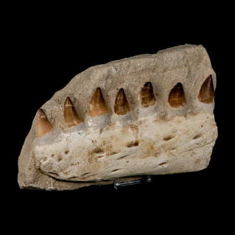 8" Mosasaur Prognathodon Fossil Jaw In Matrix Teeth Cretaceous Dinosaur Era COA