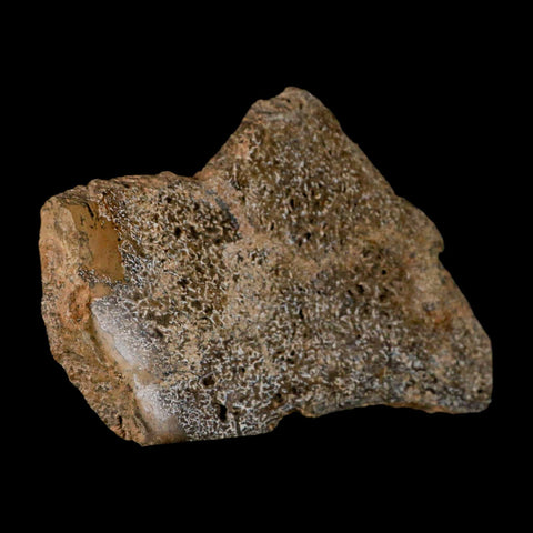 5.1" Fossil Dinosaur Gem Bone Cut Polished Slab Agatized Dinosaur Bone Morocco - Fossil Age Minerals