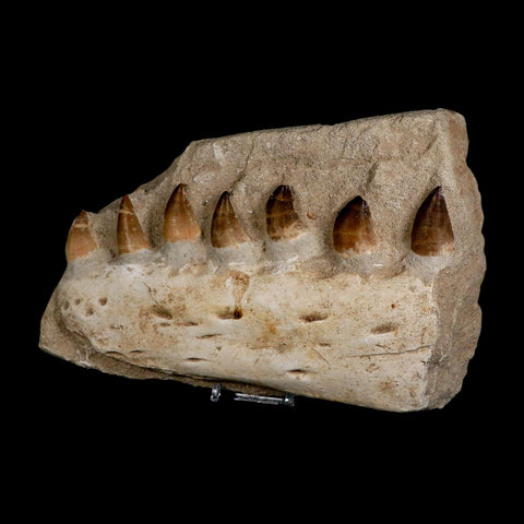 8" Mosasaur Prognathodon Fossil Jaw In Matrix Teeth Cretaceous Dinosaur Era COA