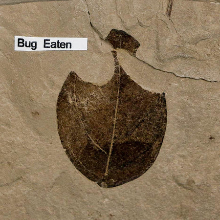 1.6" Detailed Leguminosites Lesquereuxiana Fossil Plant Leaf Eocene Green River FM Utah