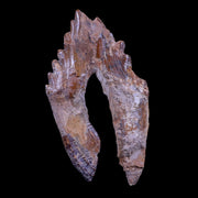 XL 5.1" Basilosaurus Tooth Rooted Prehistoric Whale 34 Mil Yrs Old Late Eocene COA