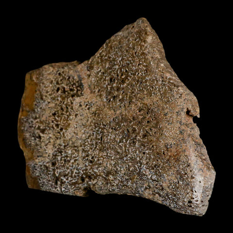 5.1" Fossil Dinosaur Gem Bone Cut Polished Slab Agatized Dinosaur Bone Morocco - Fossil Age Minerals