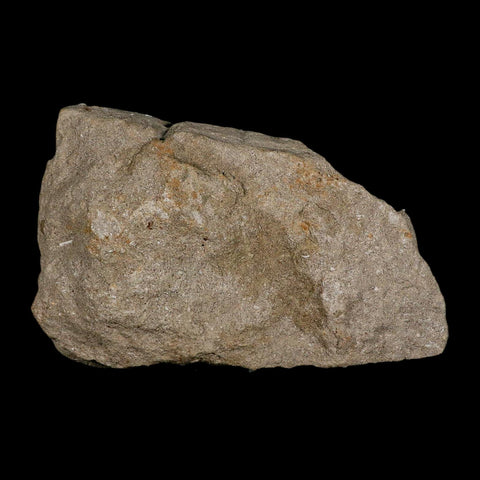 8" Mosasaur Prognathodon Fossil Jaw In Matrix Teeth Cretaceous Dinosaur Era COA