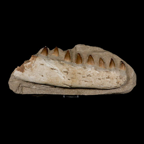 12" Mosasaur Prognathodon Fossil Jaw In Matrix Teeth Cretaceous Dinosaur Era COA