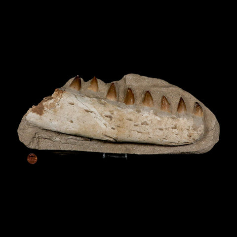 12" Mosasaur Prognathodon Fossil Jaw In Matrix Teeth Cretaceous Dinosaur Era COA