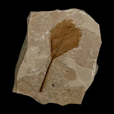 2.1" Detailed Unknown Fossil Plant Leaf Eocene Age Green River Formation Utah