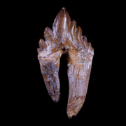 XXL 6" Basilosaurus Tooth Rooted Prehistoric Whale 34 Mil Yrs Old Late Eocene COA
