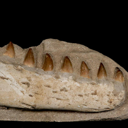 12" Mosasaur Prognathodon Fossil Jaw In Matrix Teeth Cretaceous Dinosaur Era COA