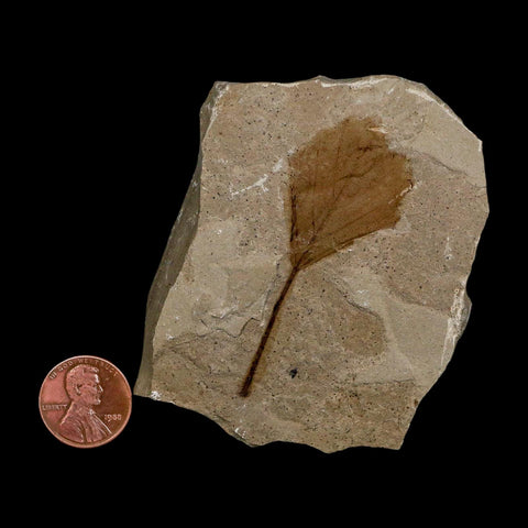 2.1" Detailed Unknown Fossil Plant Leaf Eocene Age Green River Formation Utah