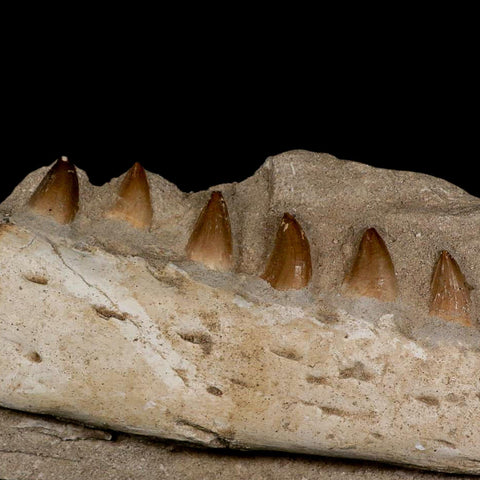 12" Mosasaur Prognathodon Fossil Jaw In Matrix Teeth Cretaceous Dinosaur Era COA