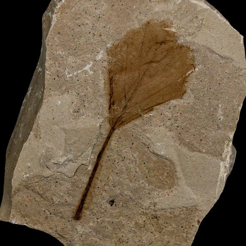 2.1" Detailed Unknown Fossil Plant Leaf Eocene Age Green River Formation Utah