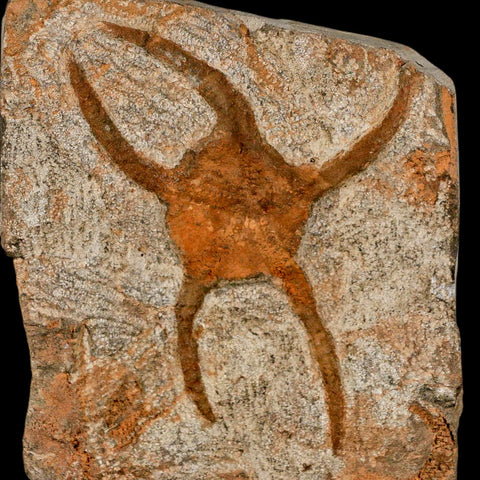 3.8" Brittlestar Ophiura Sp Starfish Fossil Ordovician Age Morocco COA & Stand - Fossil Age Minerals