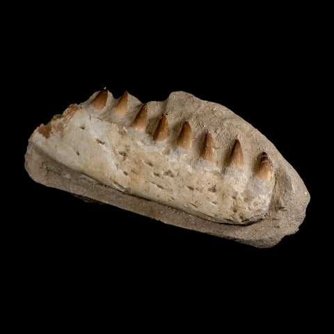 12" Mosasaur Prognathodon Fossil Jaw In Matrix Teeth Cretaceous Dinosaur Era COA