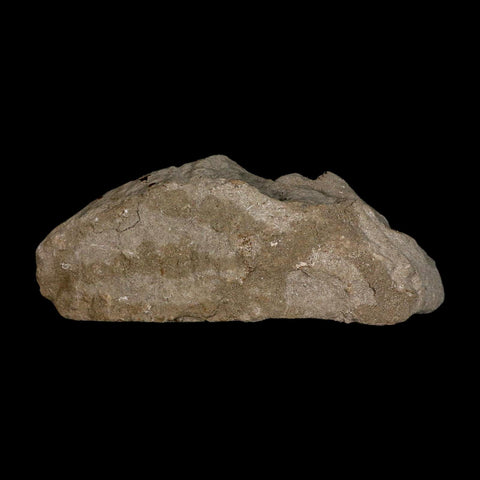 12" Mosasaur Prognathodon Fossil Jaw In Matrix Teeth Cretaceous Dinosaur Era COA