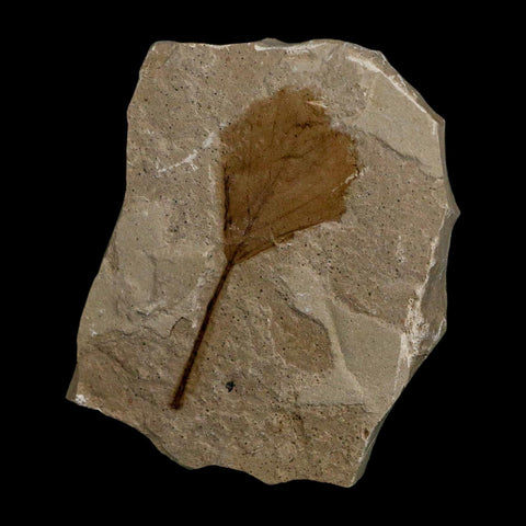 2.1" Detailed Unknown Fossil Plant Leaf Eocene Age Green River Formation Utah