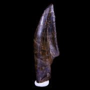 2.1" Tyrannosaur Serrated Fossil Tooth Cretaceous Dinosaur Judith River FM MT COA