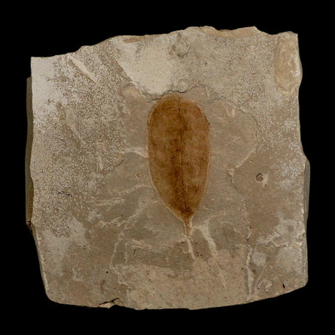 1.5" Detailed Leguminosites Lesquereuxiana Fossil Plant Leaf Eocene Green River FM Utah - Fossil Age Minerals