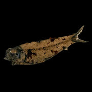 2.9" Knightia Eocaena Fossil Fish Green River FM Wyoming Eocene Age COA & Stand