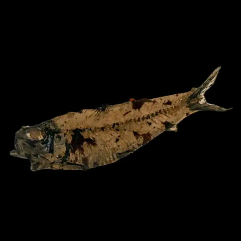 2.9" Knightia Eocaena Fossil Fish Green River FM Wyoming Eocene Age COA & Stand - Fossil Age Minerals