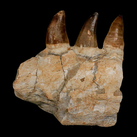 6.9" Mosasaur Prognathodon Fossil Jaw Section Teeth Cretaceous Dinosaur Era COA