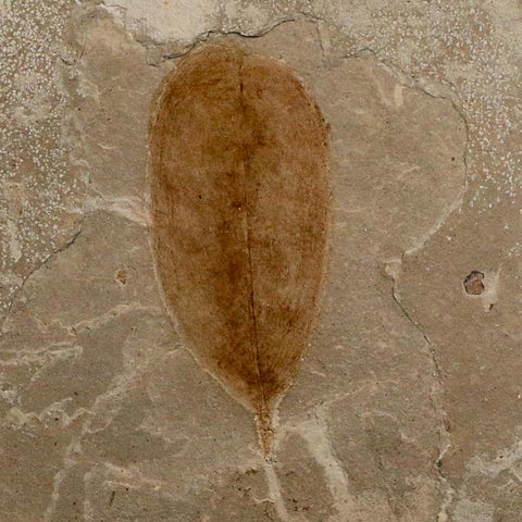 1.5" Detailed Leguminosites Lesquereuxiana Fossil Plant Leaf Eocene Green River FM Utah - Fossil Age Minerals
