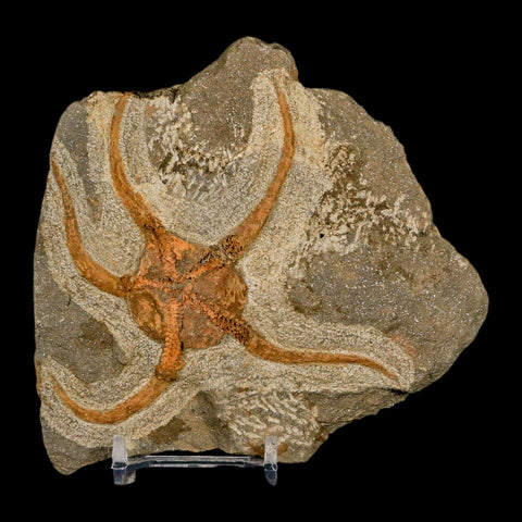 4.3" Brittlestar Ophiura Sp Starfish Fossil Ordovician Age Morocco COA & Stand - Fossil Age Minerals