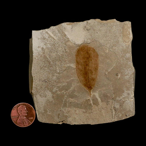 1.5" Detailed Leguminosites Lesquereuxiana Fossil Plant Leaf Eocene Green River FM Utah - Fossil Age Minerals