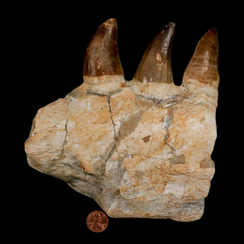 6.9" Mosasaur Prognathodon Fossil Jaw Section Teeth Cretaceous Dinosaur Era COA