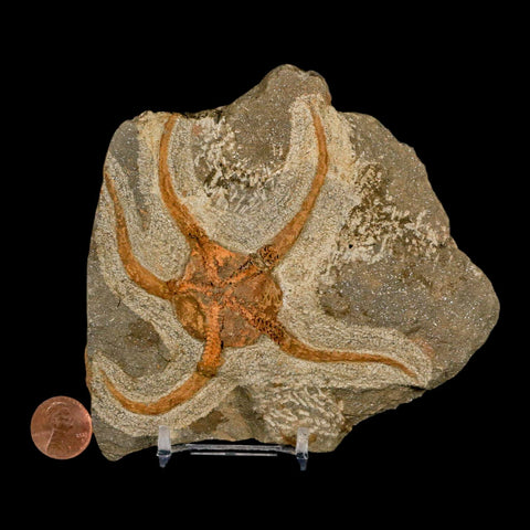 4.3" Brittlestar Ophiura Sp Starfish Fossil Ordovician Age Morocco COA & Stand - Fossil Age Minerals
