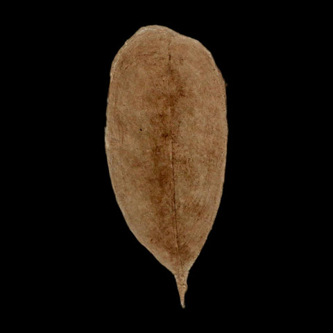 1.5" Detailed Leguminosites Lesquereuxiana Fossil Plant Leaf Eocene Green River FM Utah - Fossil Age Minerals
