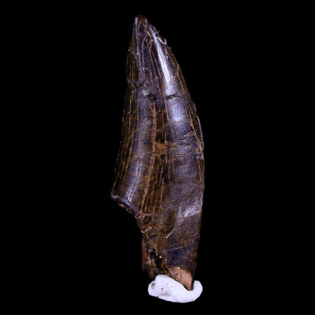 2.1" Tyrannosaur Serrated Fossil Tooth Cretaceous Dinosaur Judith River FM MT COA